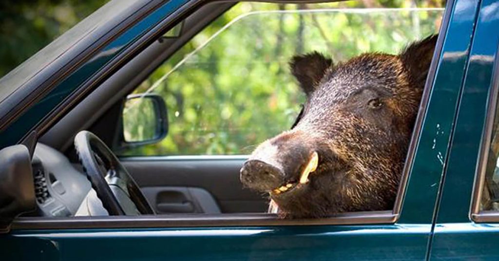 sanglier-vole-voiture-chasseur-lorraine