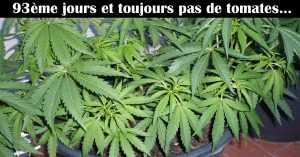 vol-cannabis-il-appelle-la-police-vosges