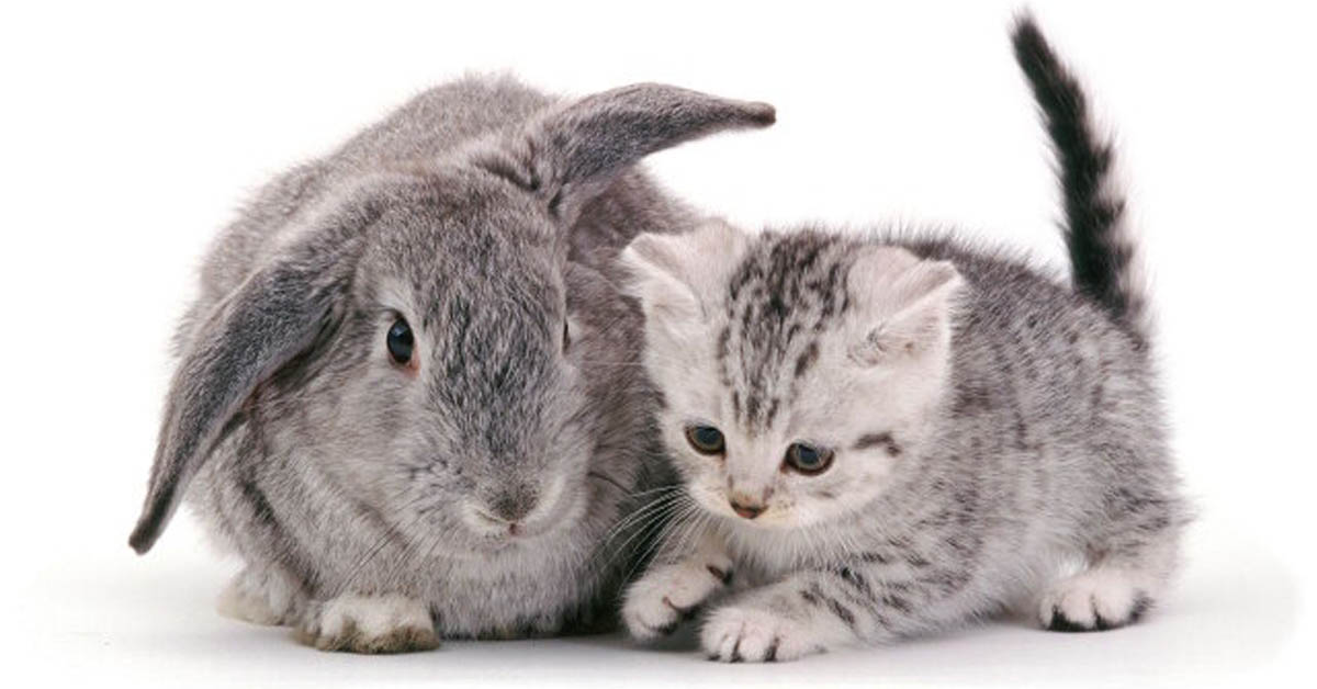 bar-chat-lapin-lorraine