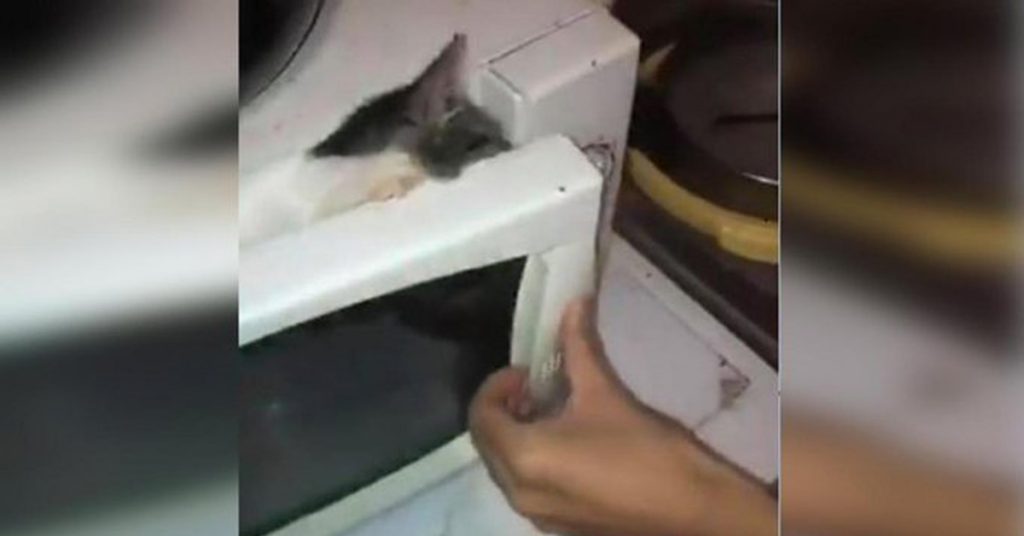 chat-micro-onde
