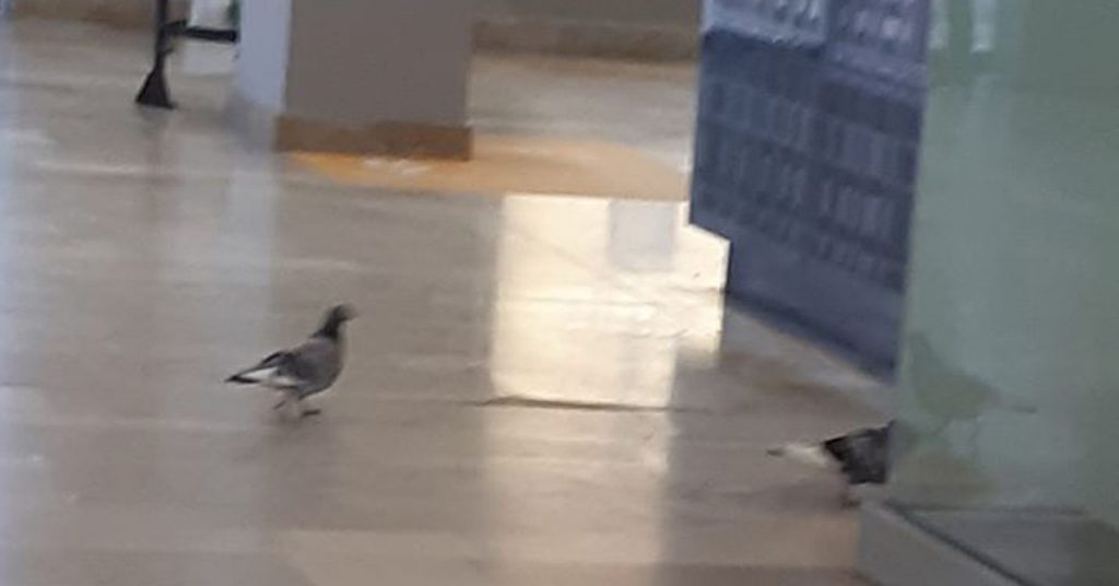 greve-ter-lorraine-pigeons-thionville
