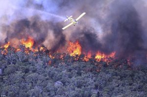 australie-incendie-demi-milliard-animaux-mort