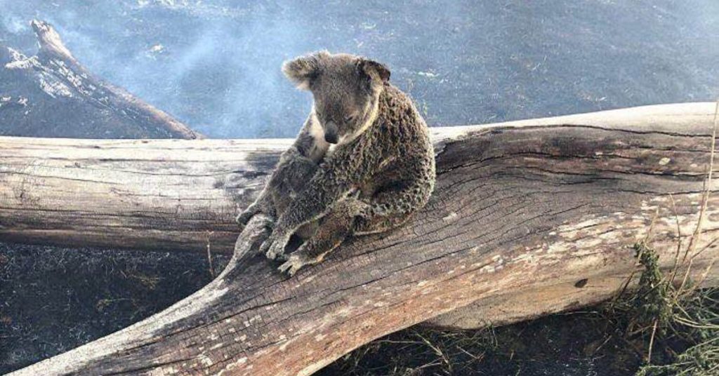 australie-koala-incendie-catastrophe