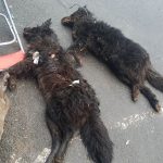 Deux chiens morts et une tête de biche trouvés dans un sac au centre de tri de Sarreguemines