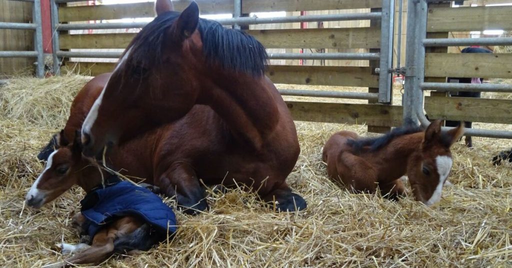 jumelles-chevaux-lorraine