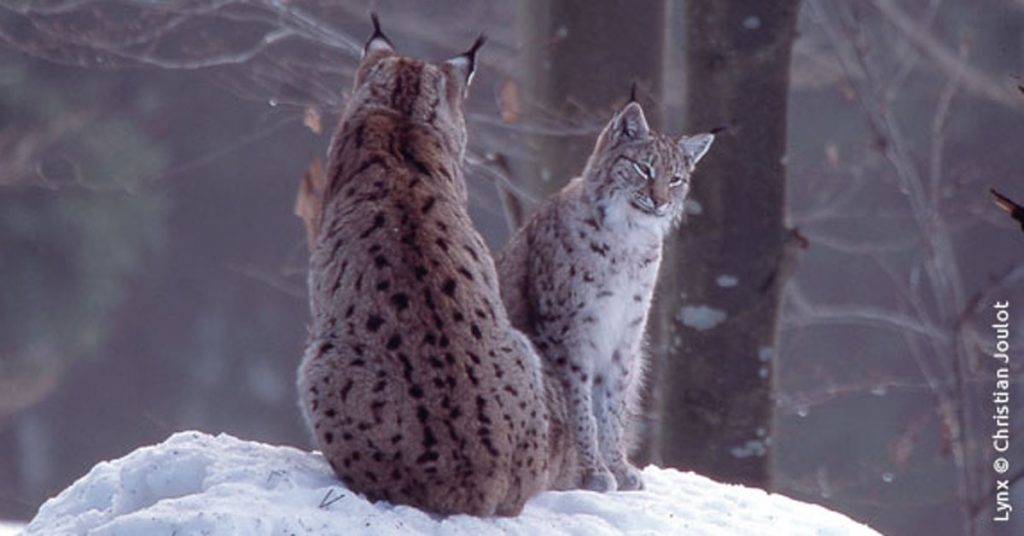 lynx-mort-vosges-braconnage