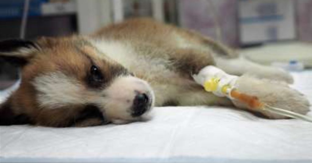 chien-coronavirus-hong-kong