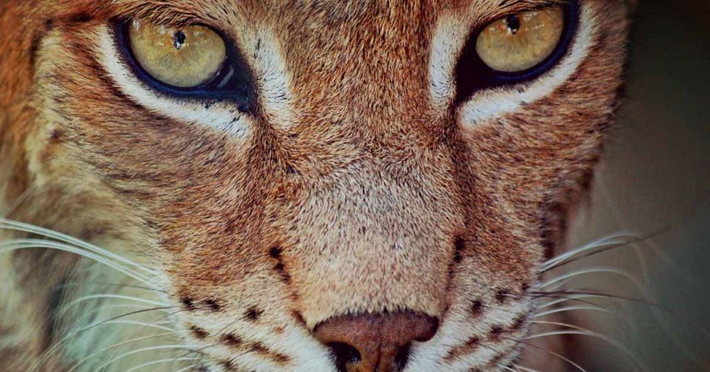 marche-lynx-vosges
