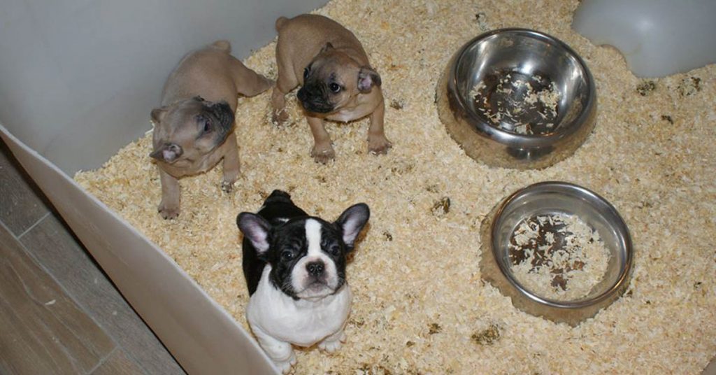 trafic-chiots-pays-bitche