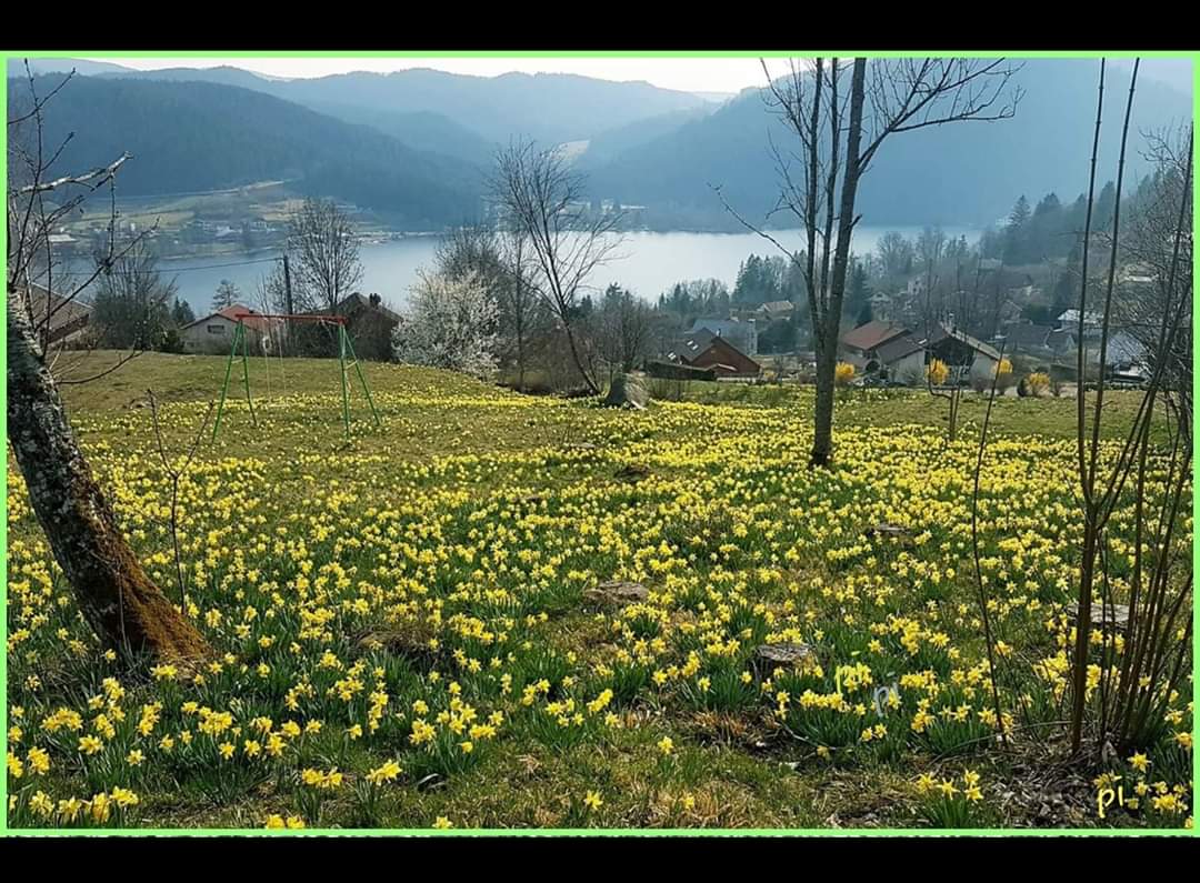 Jonquilles-gerardmer