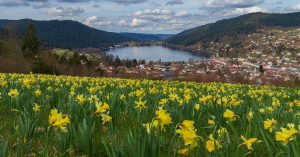 jonquilles-gerardmer-vosges