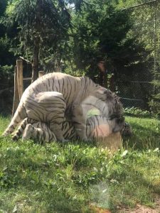 tigre-blanc-zoo-amneville-lorraine