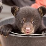 Naissance de deux oursons noirs au Parc de Sainte-Croix, une première en Lorraine