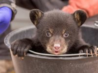 Naissance de deux oursons noirs au Parc de Sainte-Croix, une première en Lorraine