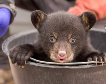 Naissance de deux oursons noirs au Parc de Sainte-Croix, une première en Lorraine