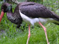 Les cigognes noires sont de retour en Moselle