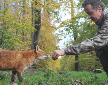 L’incroyable histoire d’amitié entre un photographe lorrain et une renarde sauvage