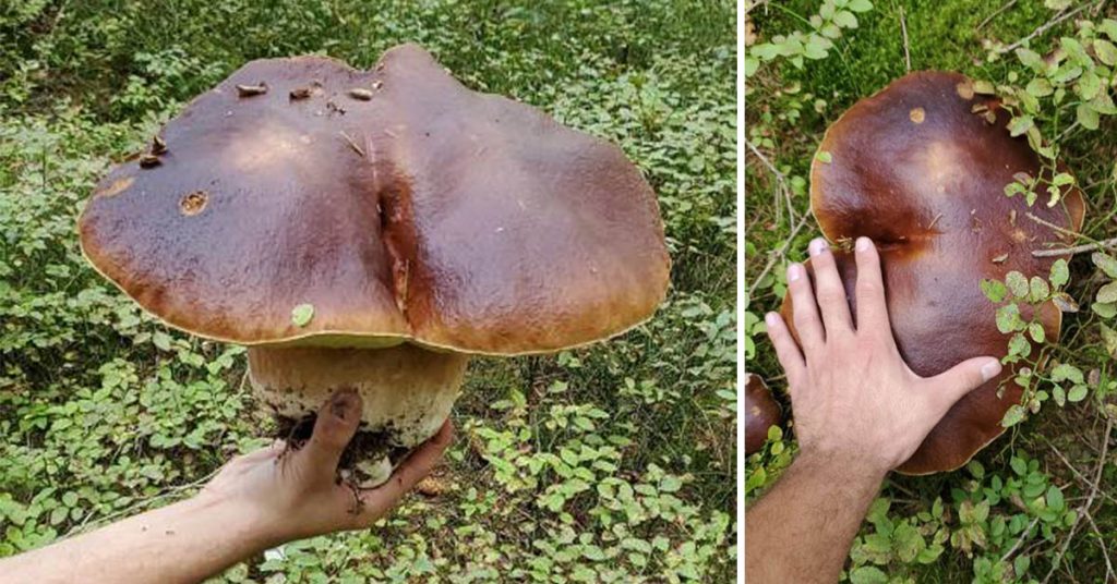 champignon-cepe-vosges-2-kilos