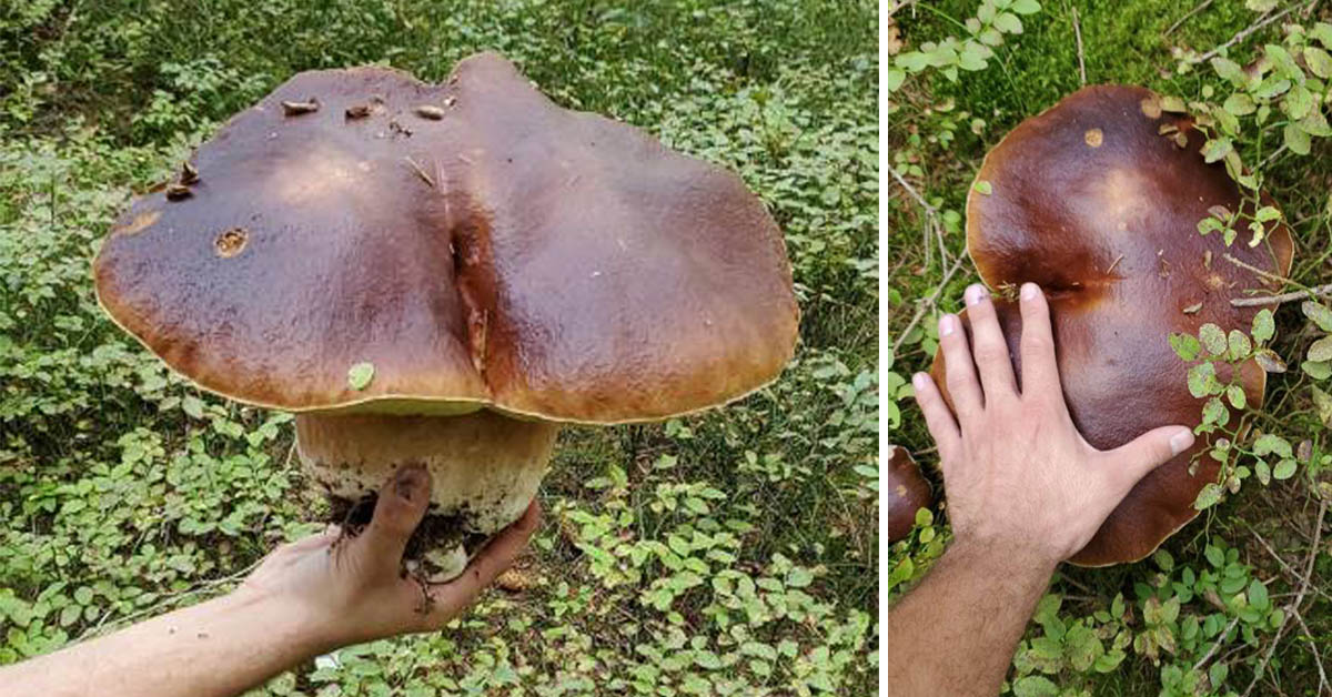 champignon-cepe-vosges-2-kilos