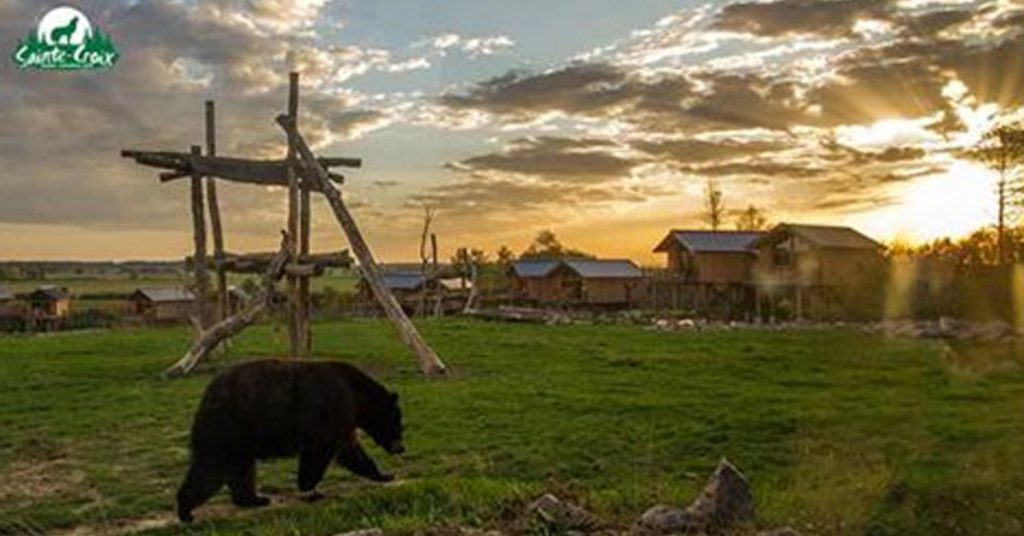 sainte-croix-meilleur-parc-animalier-frane-2020-capital