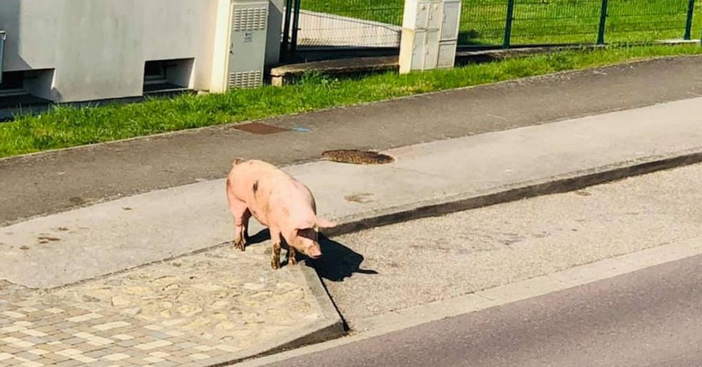 cochon-balade-valmont-moselle-lorraine