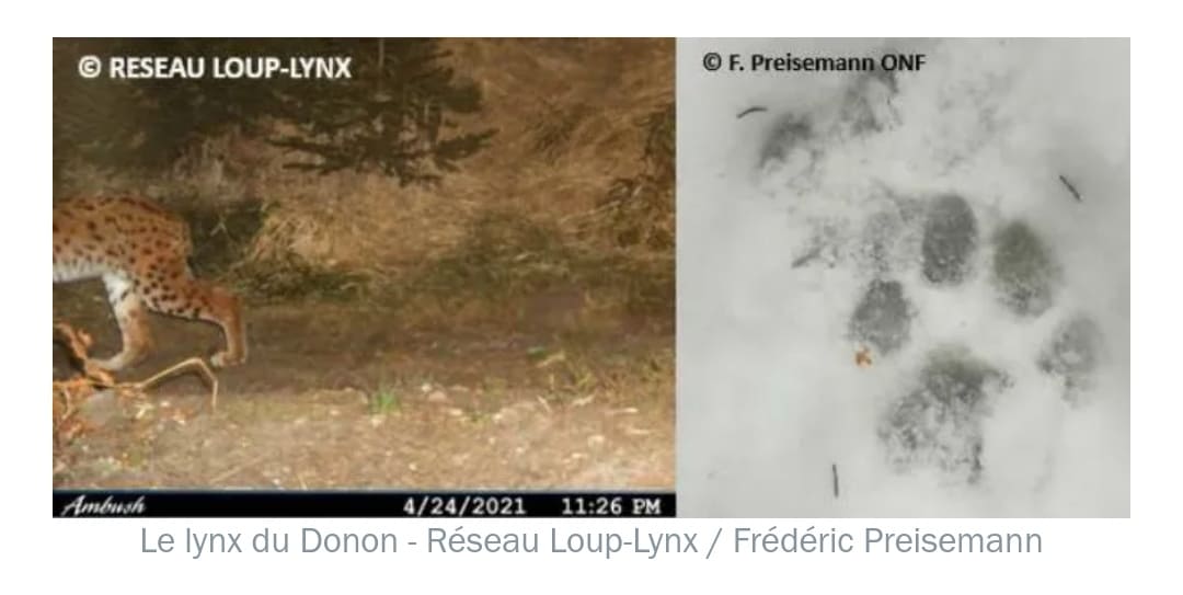 lynx-vosges-trace-neige