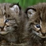 Deux bébés lynx viennent de naître dans les Vosges du Nord