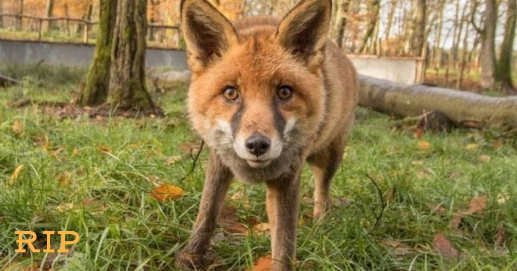 pepito-renard-parc-sainte-croix-mort