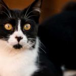 À la gare de Lunéville, ce chat attends sagement le retour de sa maîtresse chaque soir