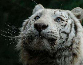 Kantaji, le tigre blanc du zoo d’Amnéville, nous a quitté