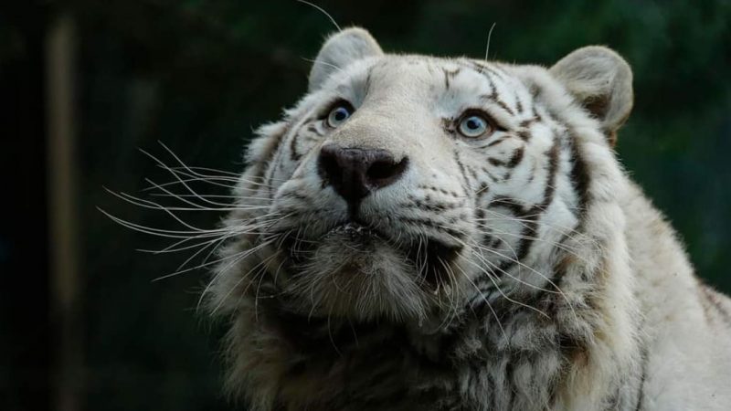 Kantaji, le tigre blanc du zoo d’Amnéville, nous a quitté