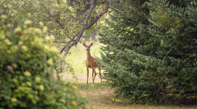 En Lorraine, une ville a décidé d’interdire la chasse les mercredis et les dimanches matin